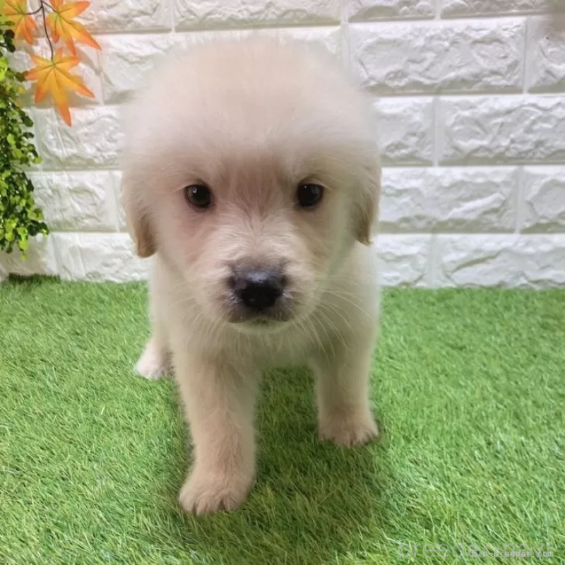 成約済の愛知県のゴールデンレトリーバー-444475の5枚目