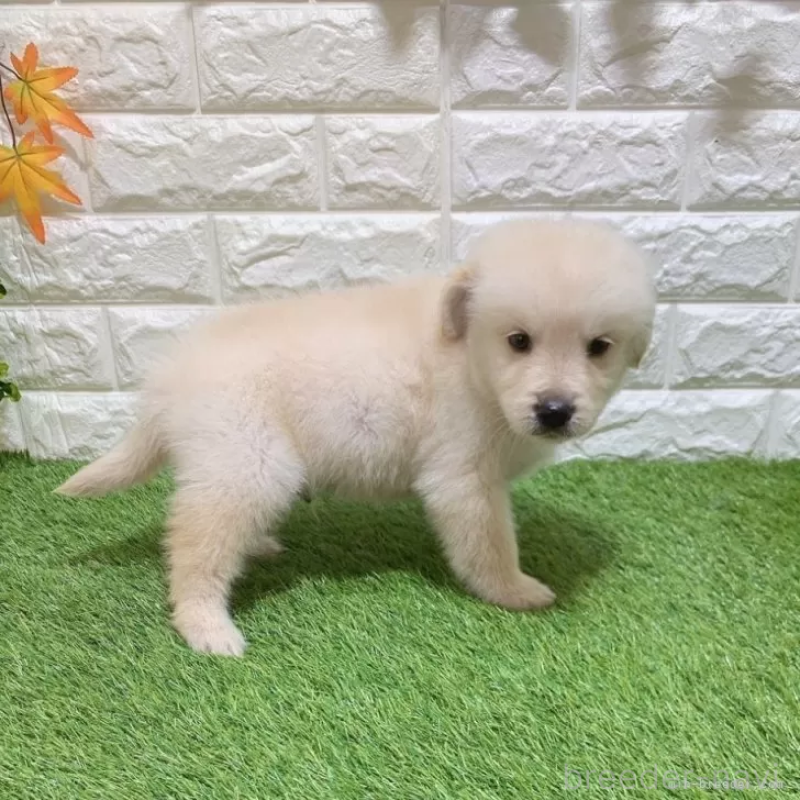 成約済の愛知県のゴールデンレトリーバー-444475の4枚目