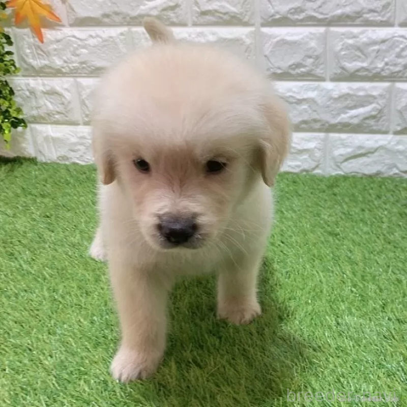 成約済の愛知県のゴールデンレトリーバー-444475の3枚目