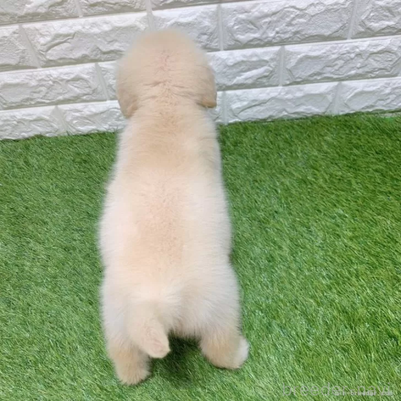 成約済の愛知県のゴールデンレトリーバー-444475の2枚目