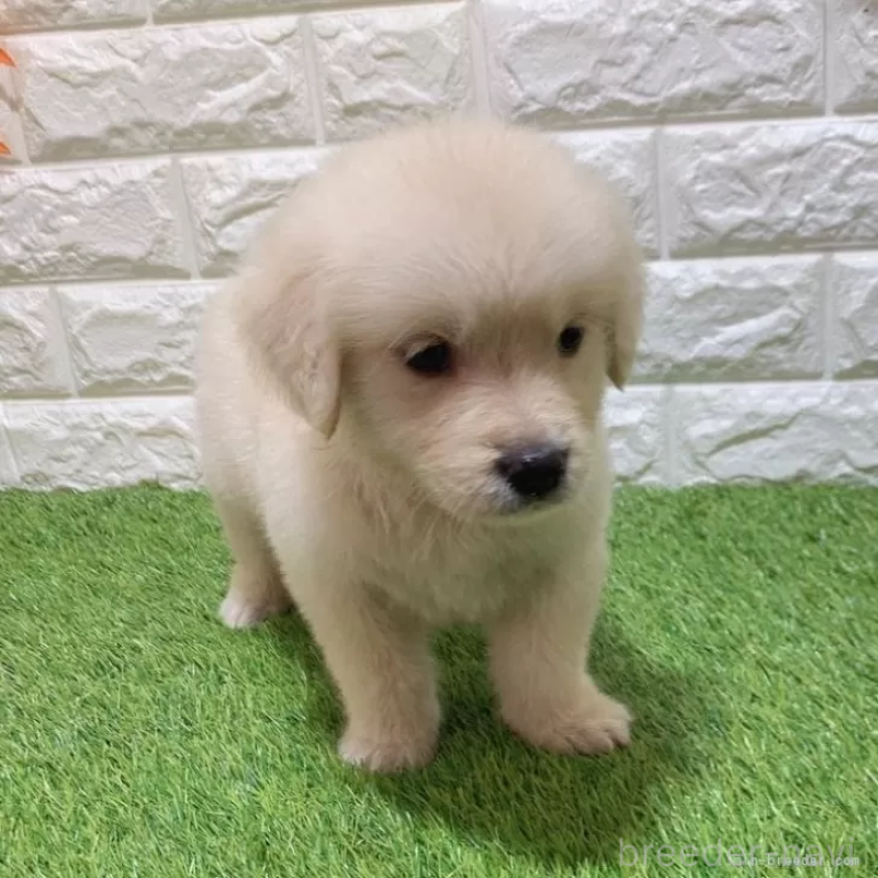 成約済の愛知県のゴールデンレトリーバー-444473の5枚目