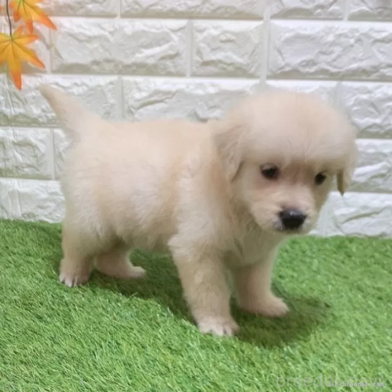 成約済の愛知県のゴールデンレトリーバー-444473の4枚目