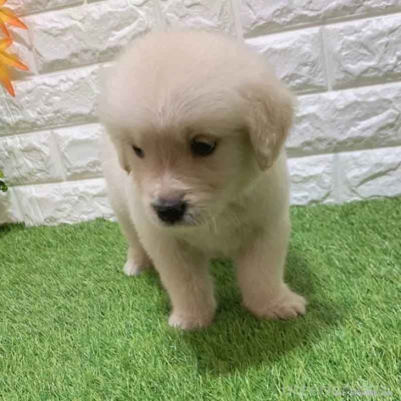 成約済の愛知県のゴールデンレトリーバー-444473の3枚目