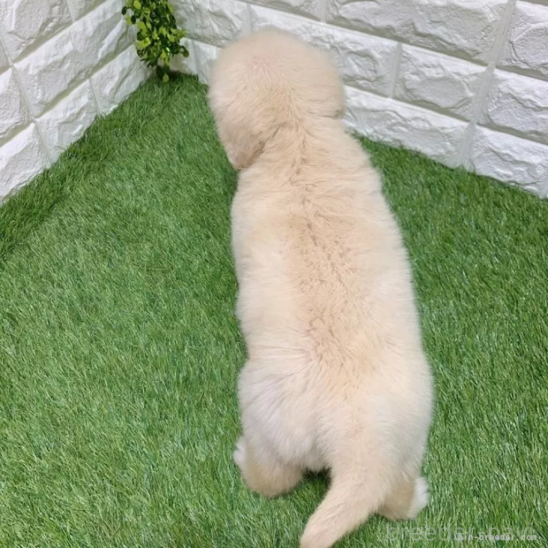 成約済の愛知県のゴールデンレトリーバー-444473の2枚目