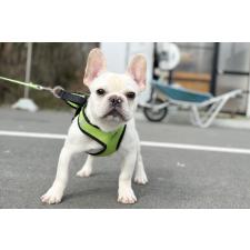 ♀︎フレンチブルドッグ