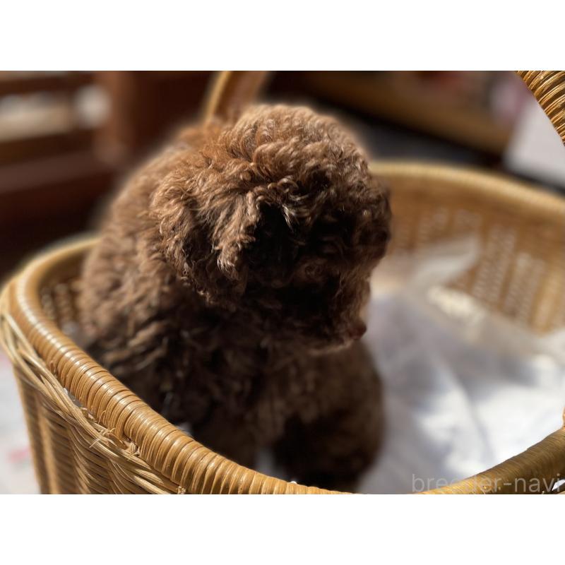 成約済の福岡県のトイプードル-441069の5枚目