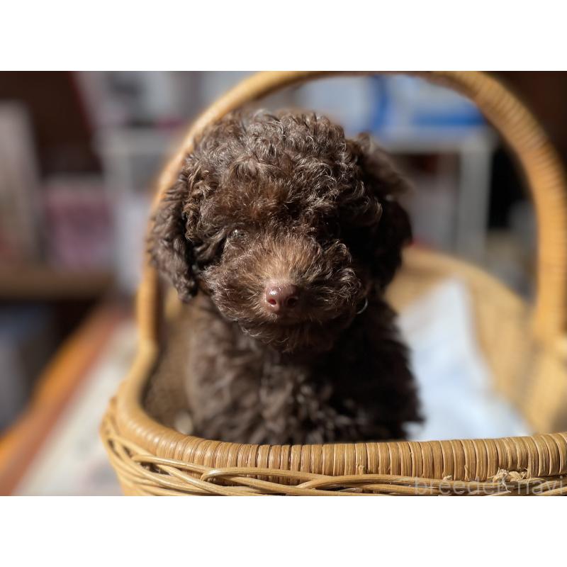 成約済の福岡県のトイプードル-441069の4枚目