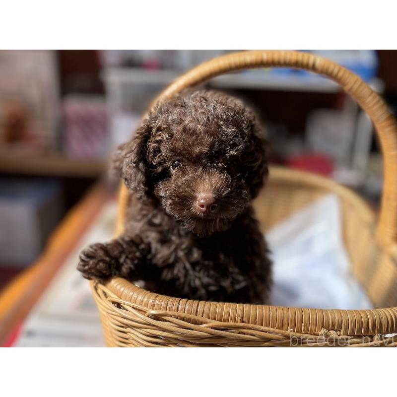 成約済の福岡県のトイプードル-441069の3枚目