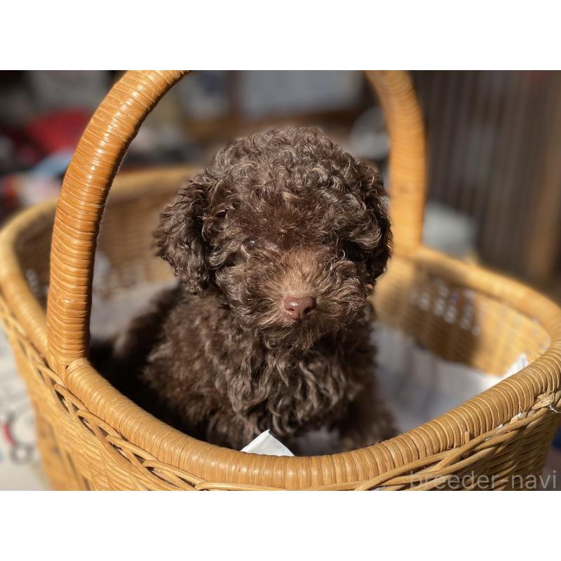 成約済の福岡県のトイプードル-441069の2枚目