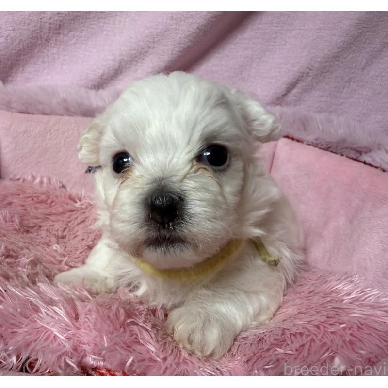 成約済の長野県のボロニーズ-447218の8枚目