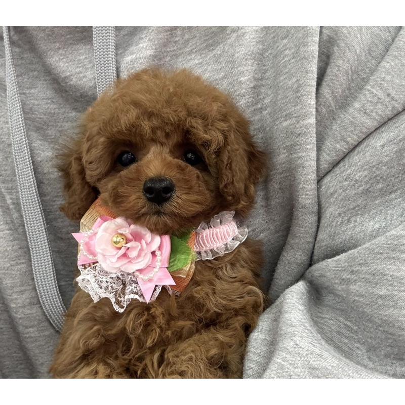 成約済の愛知県のトイプードル-441351の2枚目