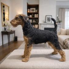 ♀︎エアデールテリア