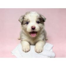 ♀︎ボーダーコリー