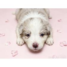 ♀︎ボーダーコリー