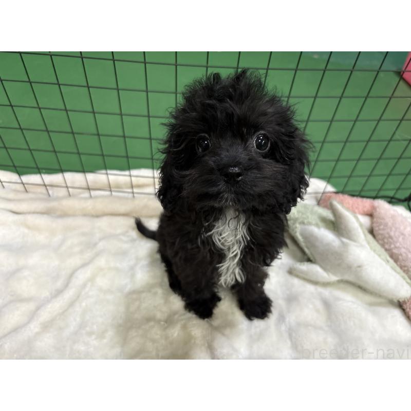 販売中の東京都のキャバプー:キャバリア×トイプードル-434089の6枚目