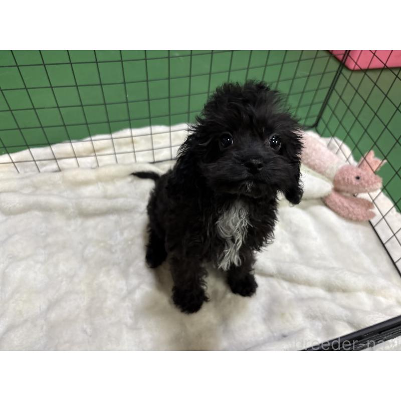 販売中の東京都のキャバプー:キャバリア×トイプードル-434089の5枚目