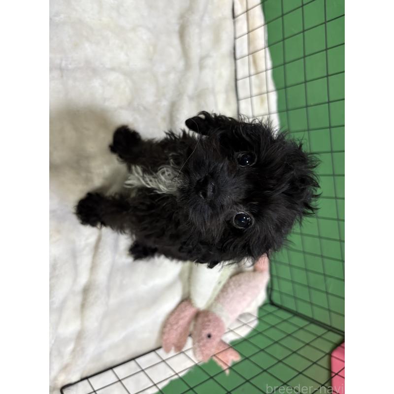 販売中の東京都のキャバプー:キャバリア×トイプードル-434089の4枚目