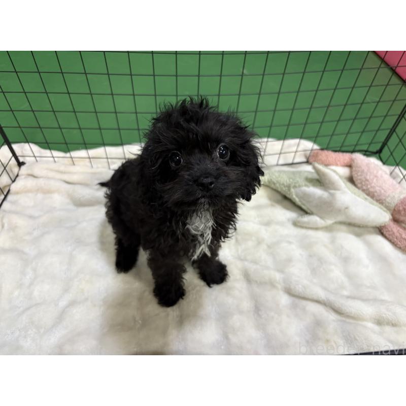 販売中の東京都のキャバプー:キャバリア×トイプードル-434089の3枚目