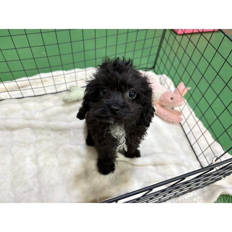 販売中の東京都のキャバプー:キャバリア×トイプードル-434089の2枚目