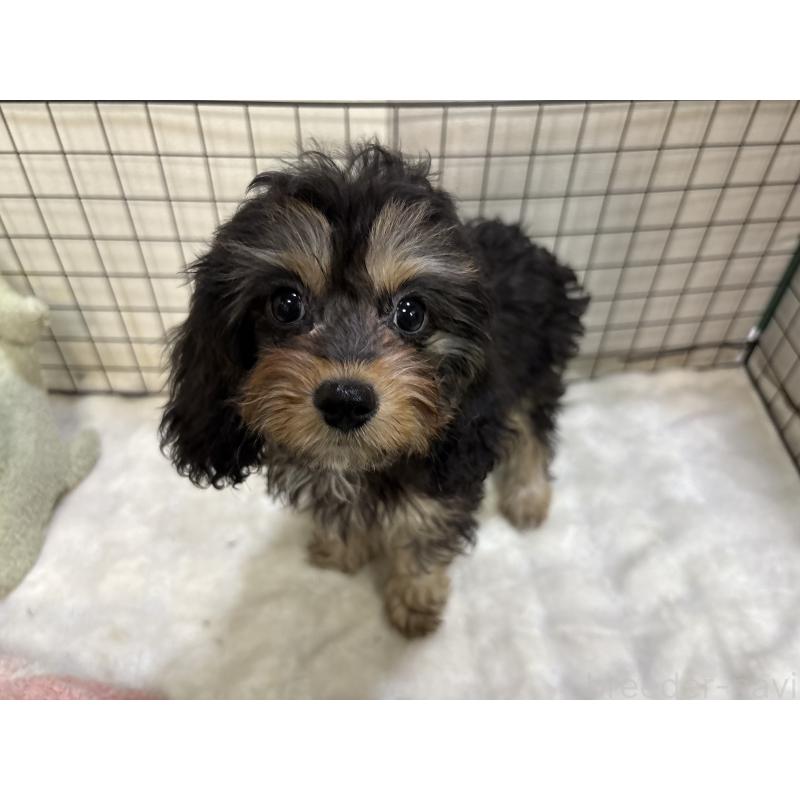 販売中の東京都のキャバプー:キャバリア×トイプードル-434091の6枚目