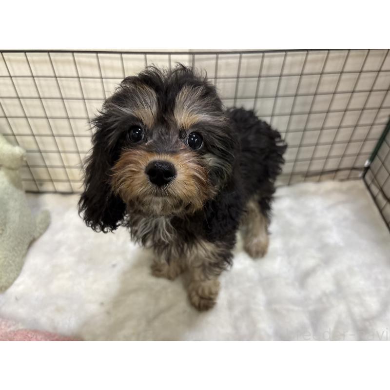 販売中の東京都のキャバプー:キャバリア×トイプードル-434091の5枚目