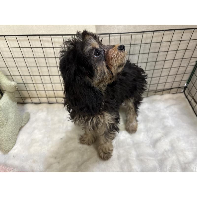 販売中の東京都のキャバプー:キャバリア×トイプードル-434091の4枚目