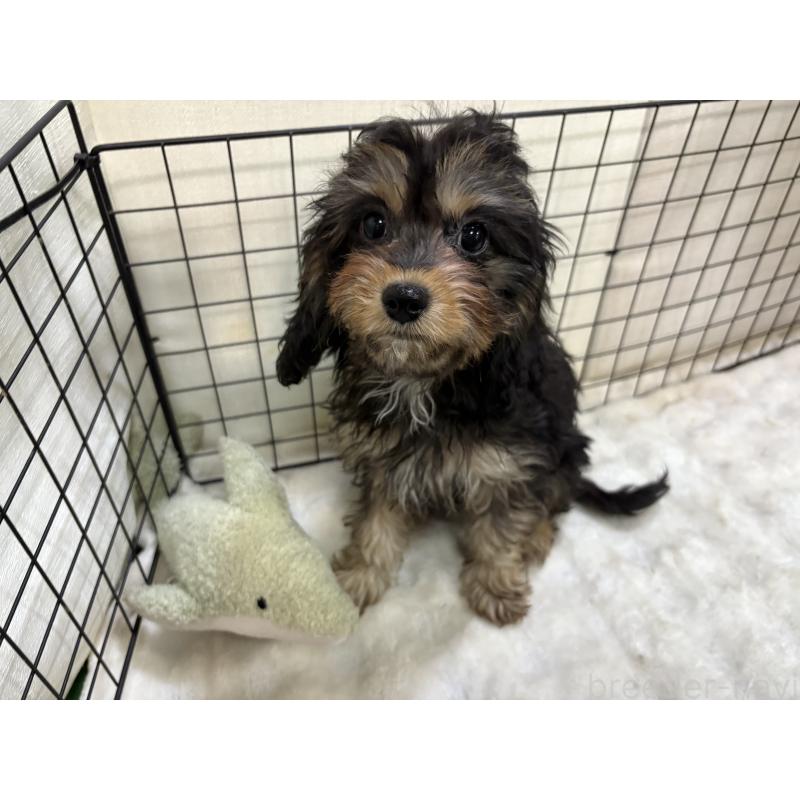 販売中の東京都のキャバプー:キャバリア×トイプードル-434091の3枚目