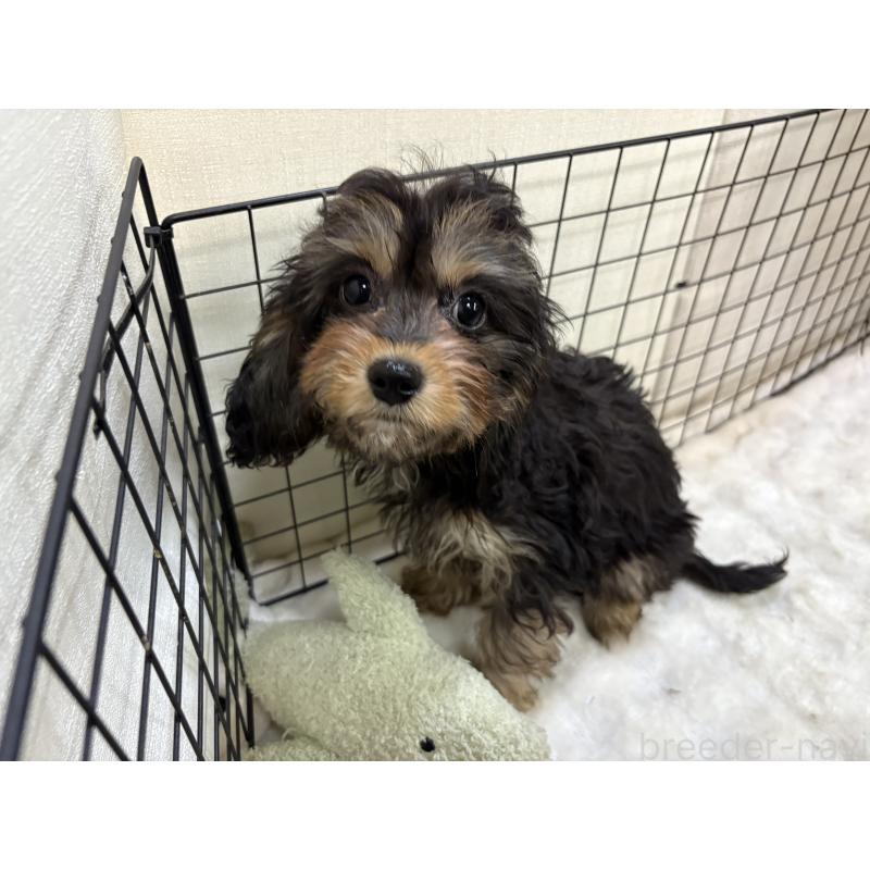 販売中の東京都のキャバプー:キャバリア×トイプードル-434091の2枚目