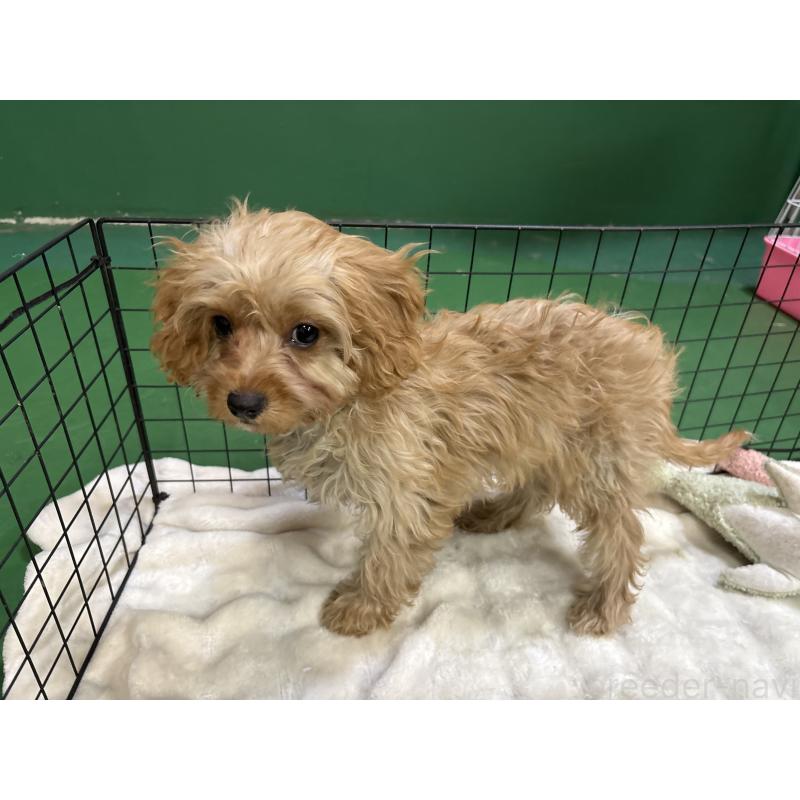 販売中の東京都のキャバプー:キャバリア×トイプードル-434090の8枚目