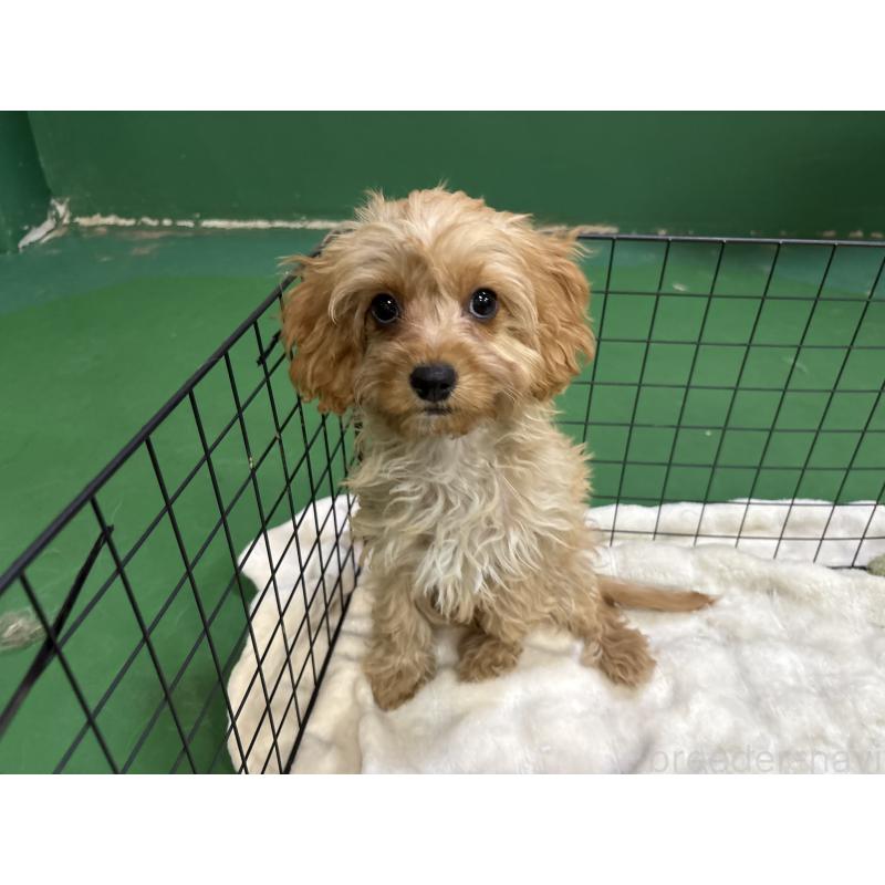 販売中の東京都のキャバプー:キャバリア×トイプードル-434090の7枚目