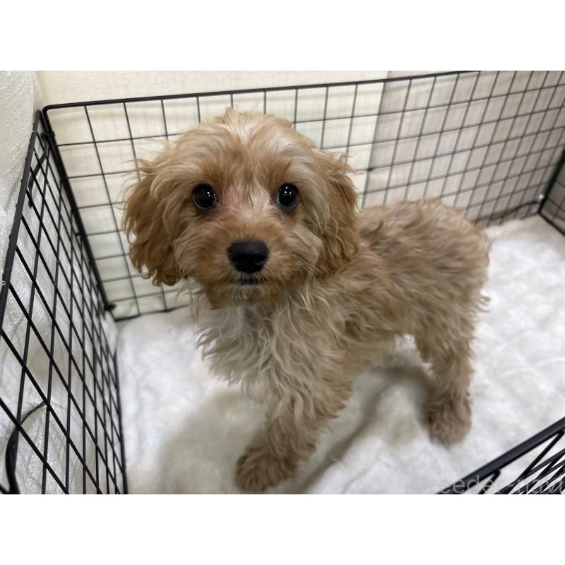 販売中の東京都のキャバプー:キャバリア×トイプードル-434090の5枚目