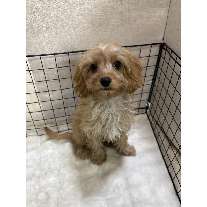 販売中の東京都のキャバプー:キャバリア×トイプードル-434090の4枚目