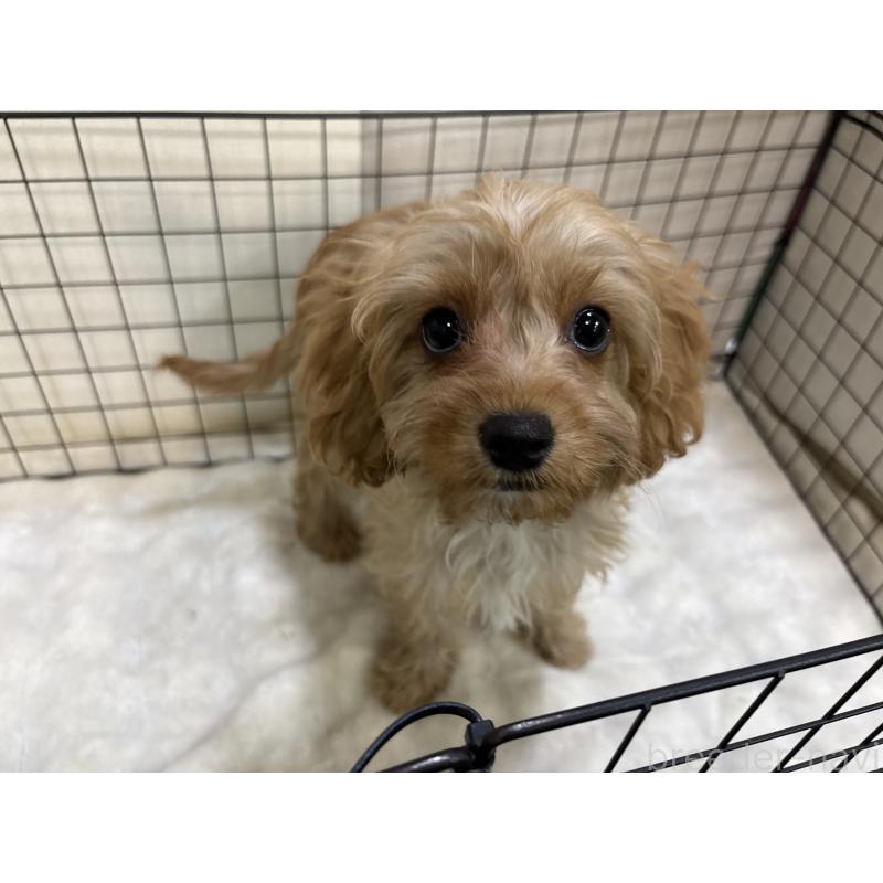 販売中の東京都のキャバプー:キャバリア×トイプードル-434090の3枚目