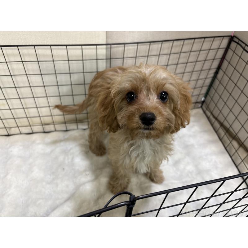 販売中の東京都のキャバプー:キャバリア×トイプードル-434090の2枚目