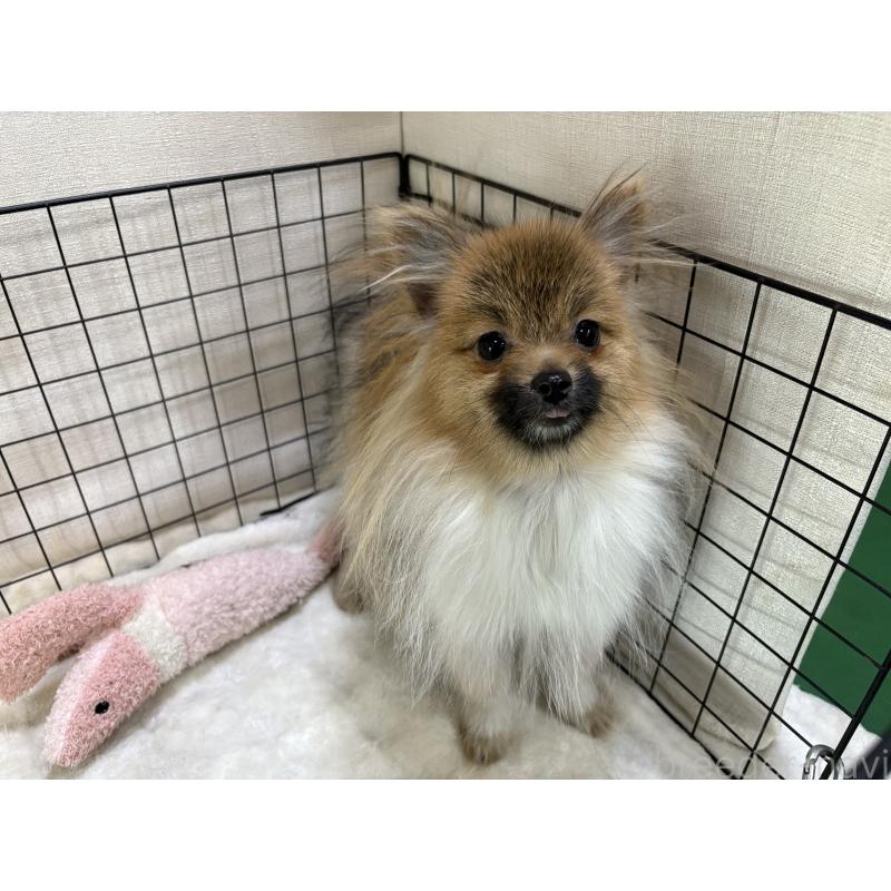 販売中の東京都のポメラニアン-423654の5枚目
