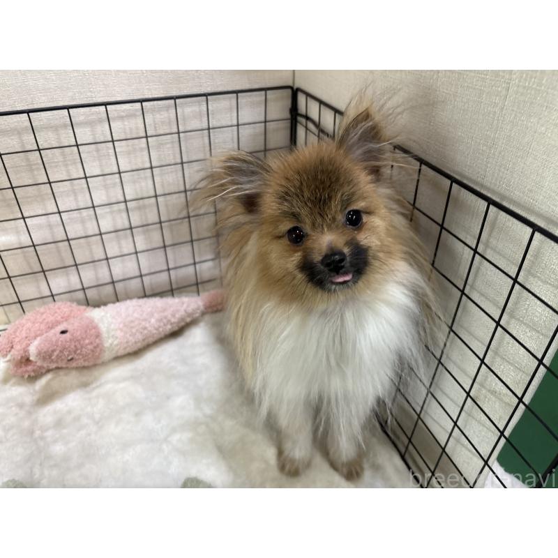 販売中の東京都のポメラニアン-423654の4枚目