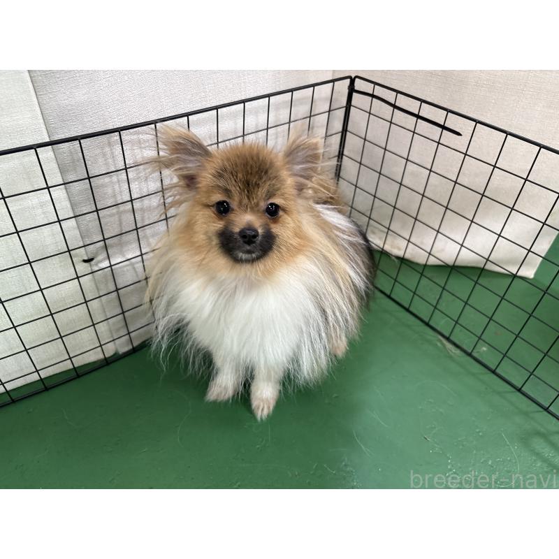 販売中の東京都のポメラニアン-423654の2枚目