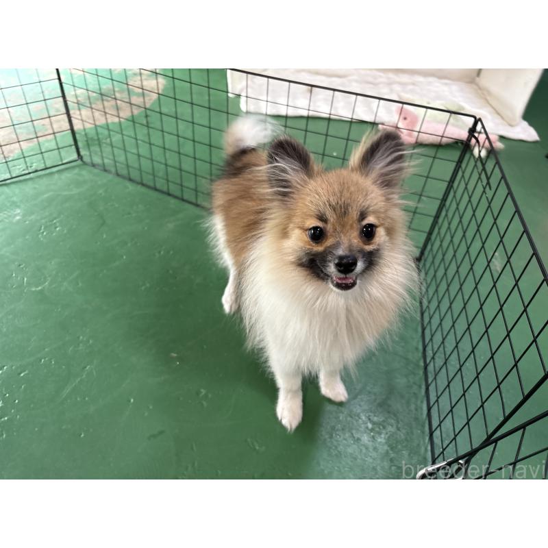 販売中の東京都のポメラニアン-423653の8枚目