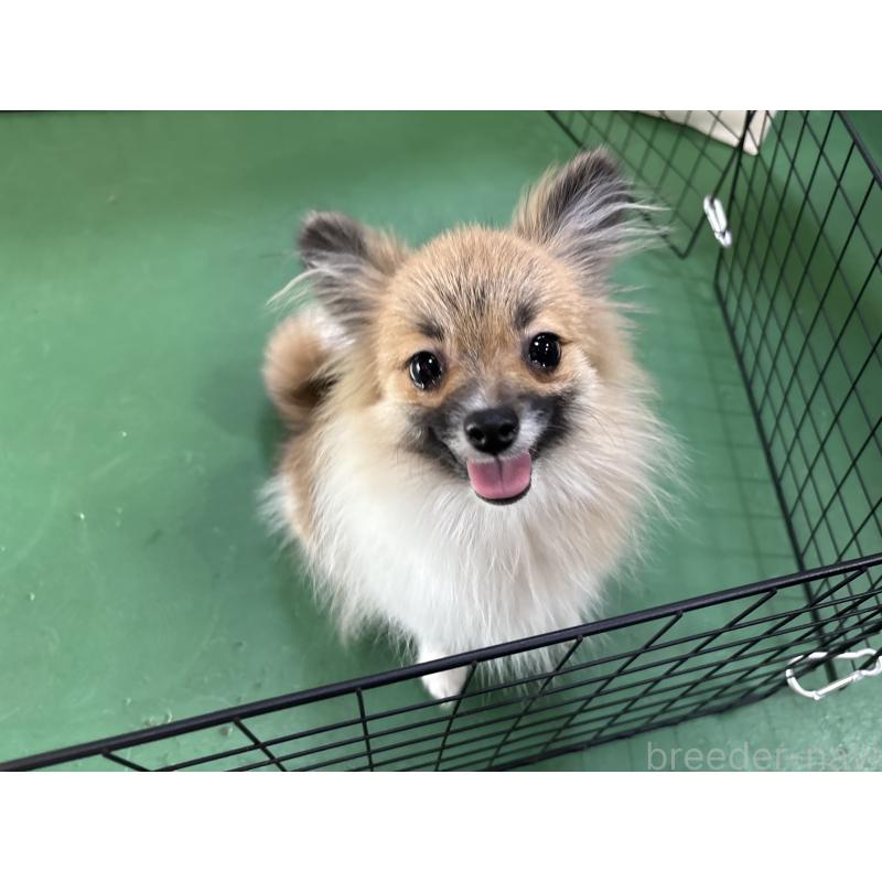 販売中の東京都のポメラニアン-423653の7枚目