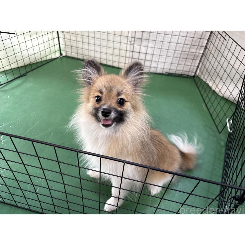 販売中の東京都のポメラニアン-423653の6枚目