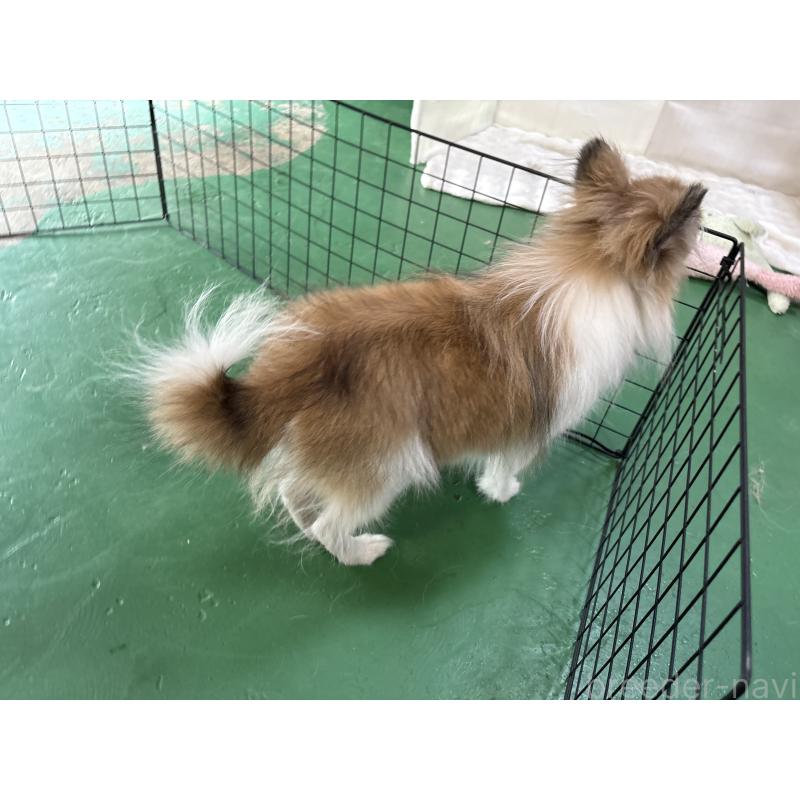 販売中の東京都のポメラニアン-423653の5枚目