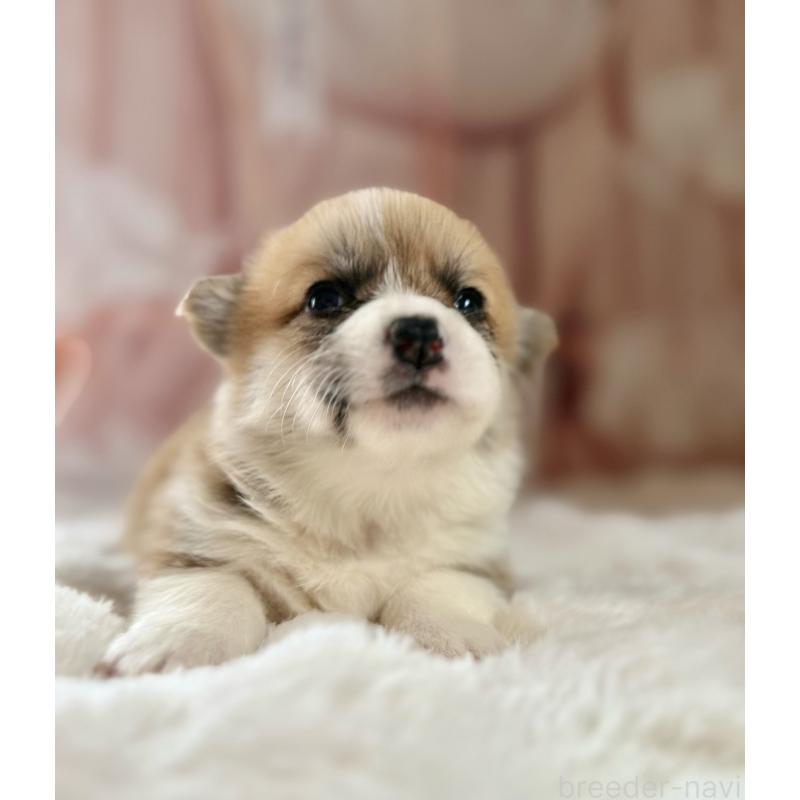 販売中の千葉県のウェルシュコーギーペンブローク-447522の14枚目