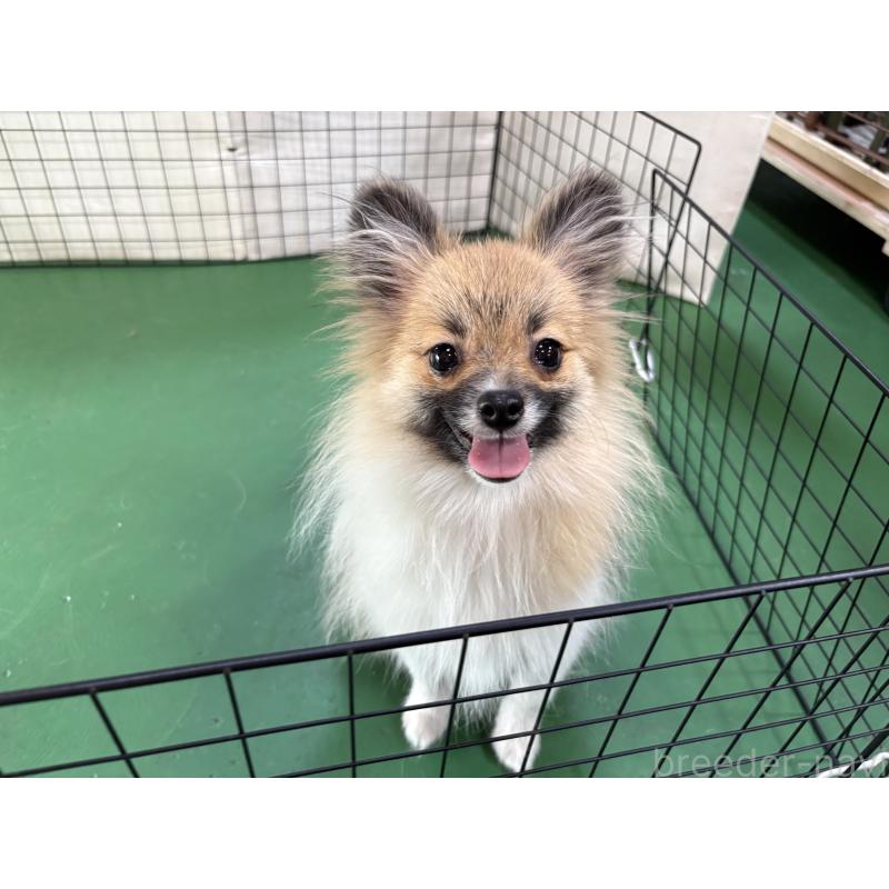 販売中の東京都のポメラニアン-423653の4枚目