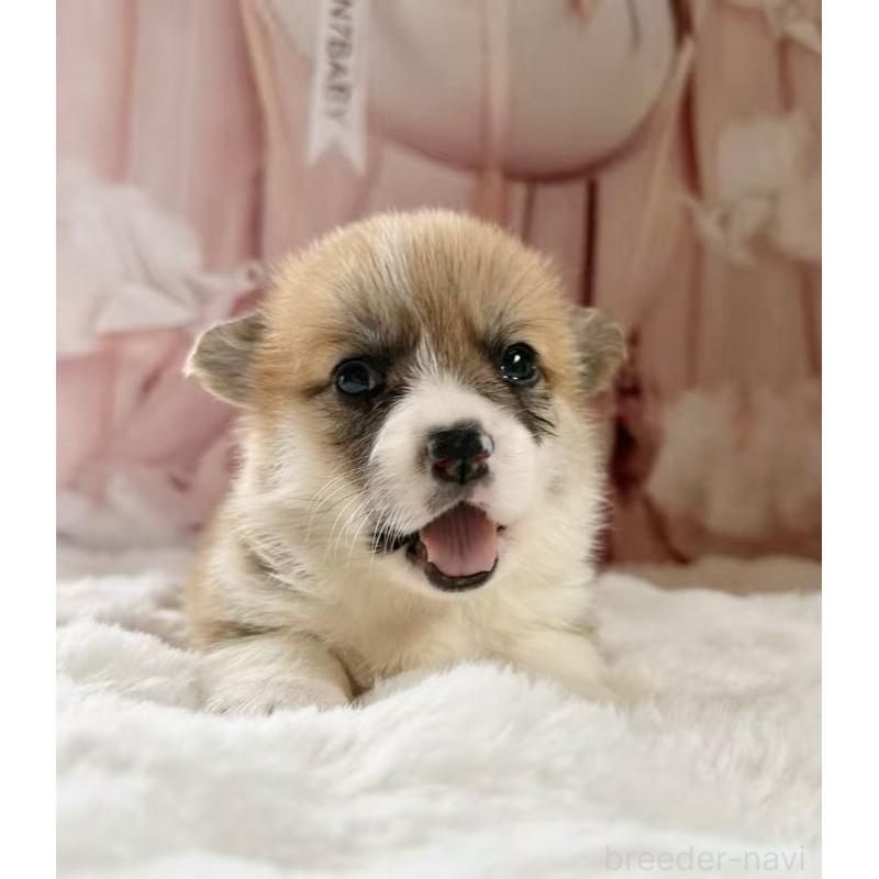 販売中の千葉県のウェルシュコーギーペンブローク-447522の13枚目