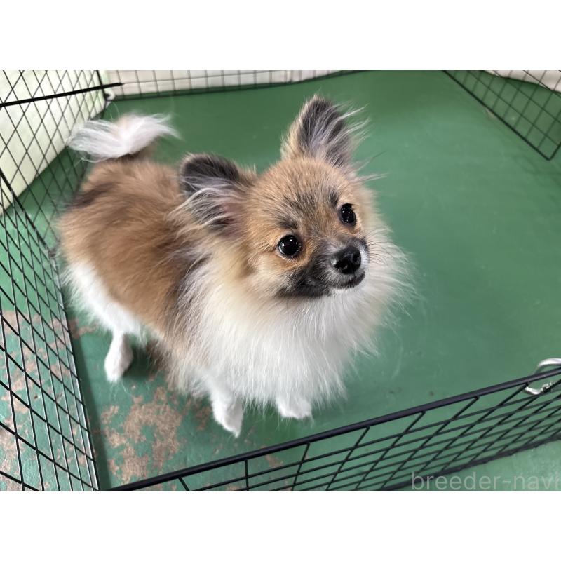 販売中の東京都のポメラニアン-423653の3枚目