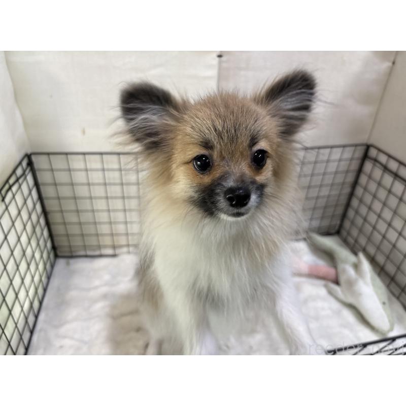 販売中の東京都のポメラニアン-423653の2枚目
