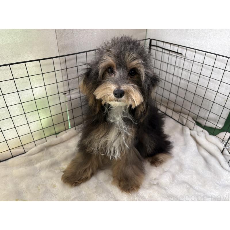 販売中の東京都のヨープー:ヨークシャーテリア×トイプードル-405506の5枚目