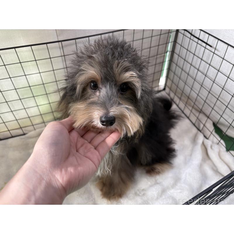 販売中の東京都のヨープー:ヨークシャーテリア×トイプードル-405506の4枚目