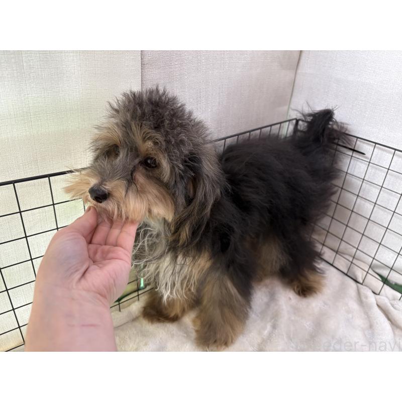 販売中の東京都のヨープー:ヨークシャーテリア×トイプードル-405506の3枚目