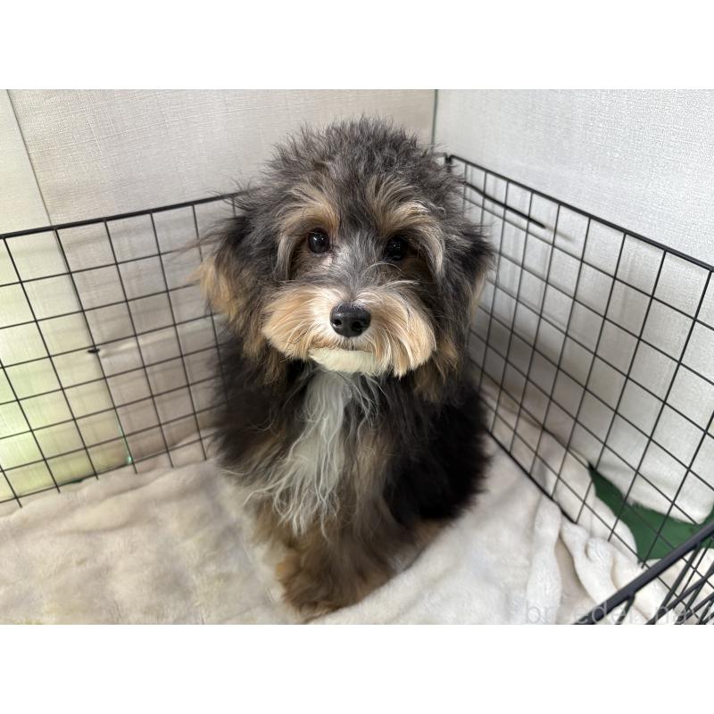 販売中の東京都のヨープー:ヨークシャーテリア×トイプードル-405506の2枚目
